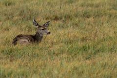 Deer, birds, magpies, and buffalo at Rocky Mountain Arsenal National Wildlife Refuge