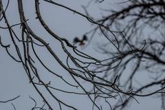 Deer, birds, magpies, and buffalo in Rocky Mountain Arsenal National Wildlife Refuge