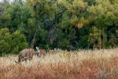 Deer, Birds, Magpies, and Buffalo in Rocky Mountain Arsenal National Wildlife Refuge