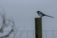 Deer, Birds, Magpies, and Buffalo in Rocky Mountain Arsenal National Wildlife Refuge