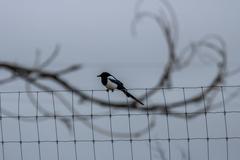 Deer, Birds, Magpies, and Buffalo in Rocky Mountain Arsenal National Wildlife Refuge