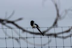 Deer, birds, magpies, and buffalo in Rocky Mountain Arsenal National Wildlife Refuge