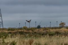 wildlife at Rocky Mountain Arsenal National Wildlife Refuge