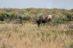 Deer, birds, magpies, and buffalo at Rocky Mountain Arsenal National Wildlife Refuge in Denver, Colorado