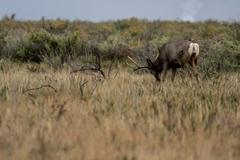 Deer, birds, magpies, and buffalo in Rocky Mountain Arsenal National Wildlife Refuge