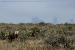 Deer, birds, magpies, and buffalo in Rocky Mountain Arsenal National Wildlife Refuge