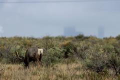 Deer, Birds, Magpies, and Buffalo in Rocky Mountain Arsenal National Wildlife Refuge