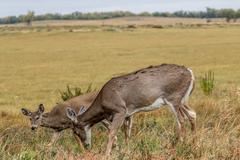 Deer, Birds, Magpies, and Buffalo in Rocky Mountain Arsenal National Wildlife Refuge