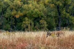 Deer, birds, magpies, and buffalo in Rocky Mountain Arsenal National Wildlife Refuge