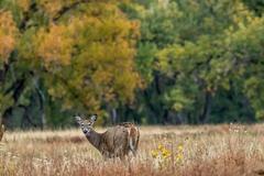 Deer, birds, magpies, and buffalo in Rocky Mountain Arsenal National Wildlife Refuge