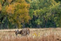 Deer, birds, magpies, and buffalo in Rocky Mountain Arsenal National Wildlife Refuge