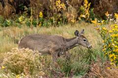 Deer, birds, magpies, and buffalo at Rocky Mountain Arsenal National Wildlife Refuge