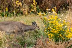 Rifugio Nazionale Della Fauna Selvatica Di Rocky Mountain Arsenal