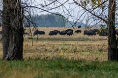 Deer, Birds, Magpies, and Buffalo in Rocky Mountain Arsenal National Wildlife Refuge