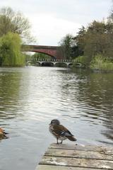 Maidenhead Railway Bridge over Thames River