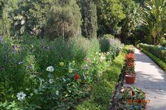 Beautiful flowers in Udaipur