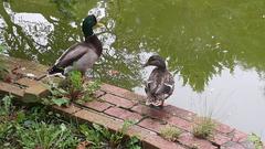 ducks at a pond with autumn trees at Snug Harbor Cultural Center and Botanical Garden