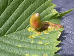 Eriophyes tiliae gall on a lime leaf