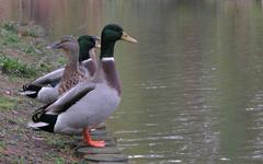 Mallard ducks at the water edge at Sarah P. Duke Gardens