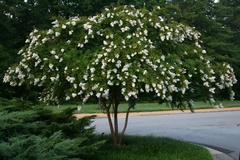 flowering Lagerstroemia indica tree at Sarah P. Duke Gardens