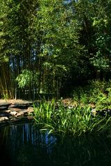 Lily pond at Duke Gardens