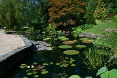 Lily pond at Duke Gardens