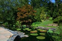 Lily pond at Duke Gardens