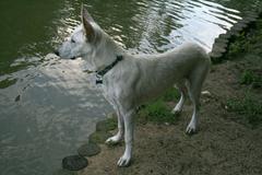 White German Shepherd pup at Duke Gardens pond