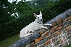 Eight-month-old White German Shepherd pup on the wall of the entrance to the Sarah P. Duke Gardens