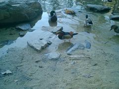 ducks at Sarah P. Duke Gardens pond