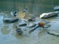 ducks swimming in a pond at Sarah P. Duke Gardens