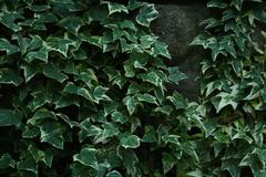 Common Ivy Hedera helix cultivar 'Goldchild' at Sarah P. Duke Gardens