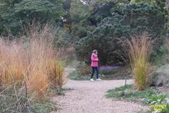 beautiful dry garden with lush greenery and rocks