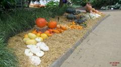 colorful assorted pumpkins and gourds