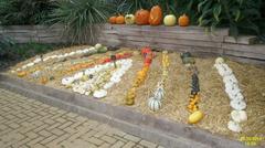 Variety of pumpkins displayed