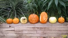 Decorative pumpkins in a garden