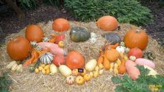 assorted pumpkins on display outdoors