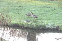 Egyptian geese standing near water