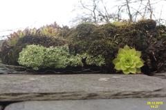 mosses and house-leek on slate roof