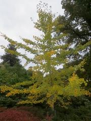 Ginkgo biloba tree with yellow leaves in Savill Garden, England