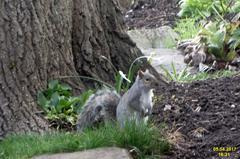 Close-up of grey squirrel on a branch