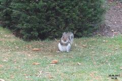 grey squirrel on grass