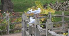 Black-headed gull perched on a branch