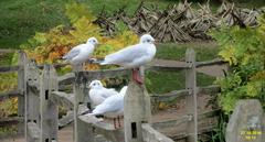 Black-headed gull standing on a large green leaf