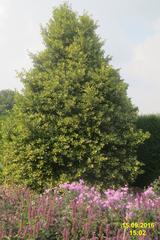 Ilex altaclerensis 'Lady Valerie' plant