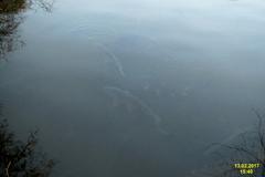 a hopeful carp fish swimming in clear water