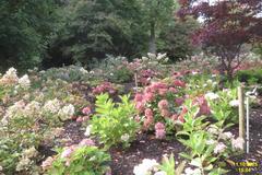 Hydrangeas in Savill Garden