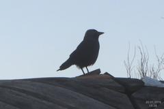 Silhouette of a Jackdaw perched