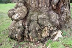 knotty gnarly oak bole