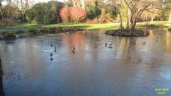 Mallard standing on ice